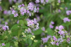 Neanotis montholonii